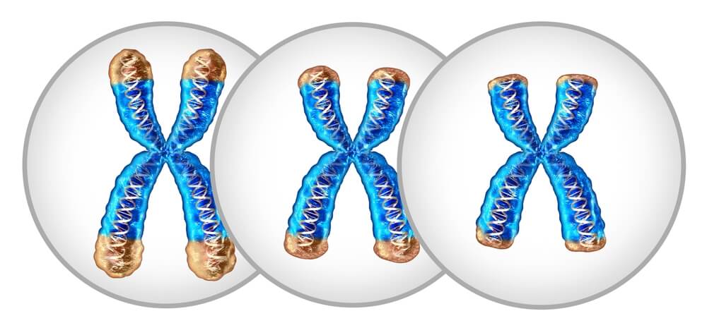 telomeres and aging