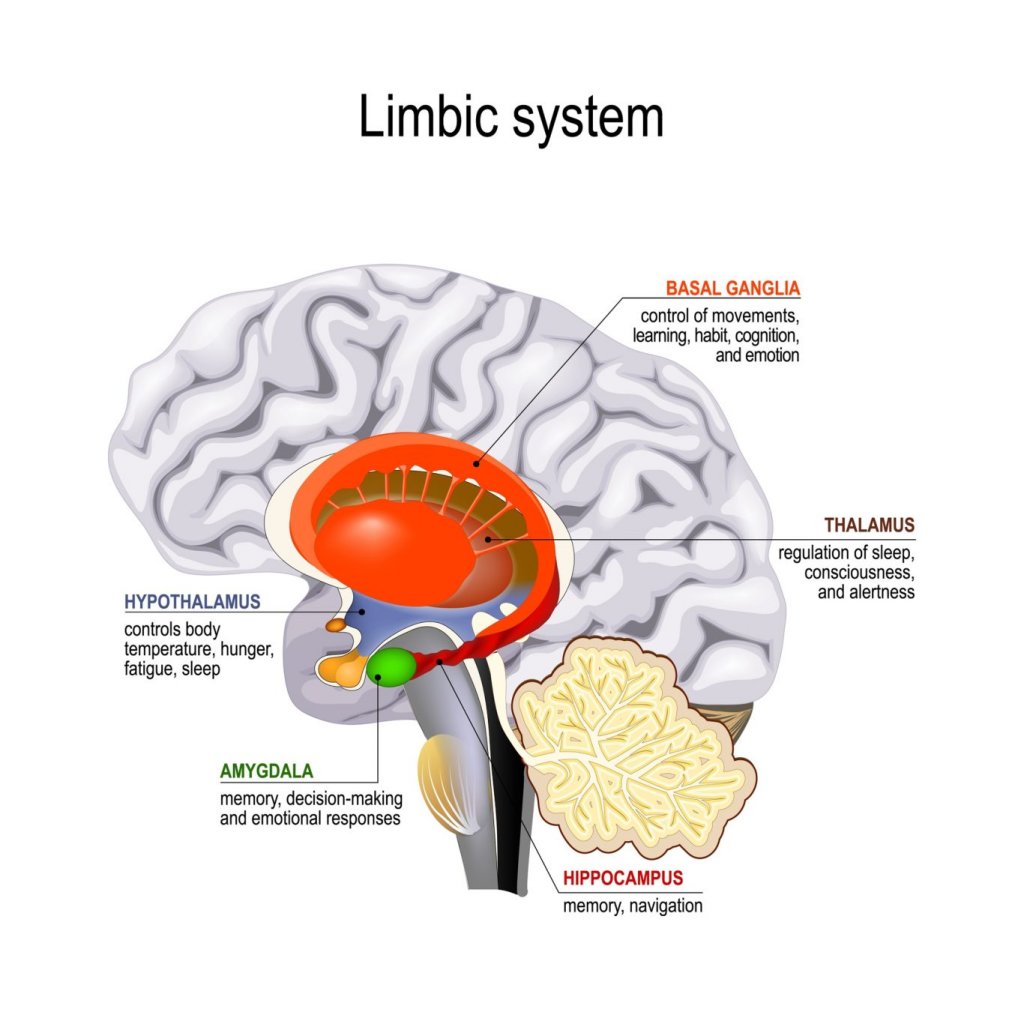 Limbic System Brain Function