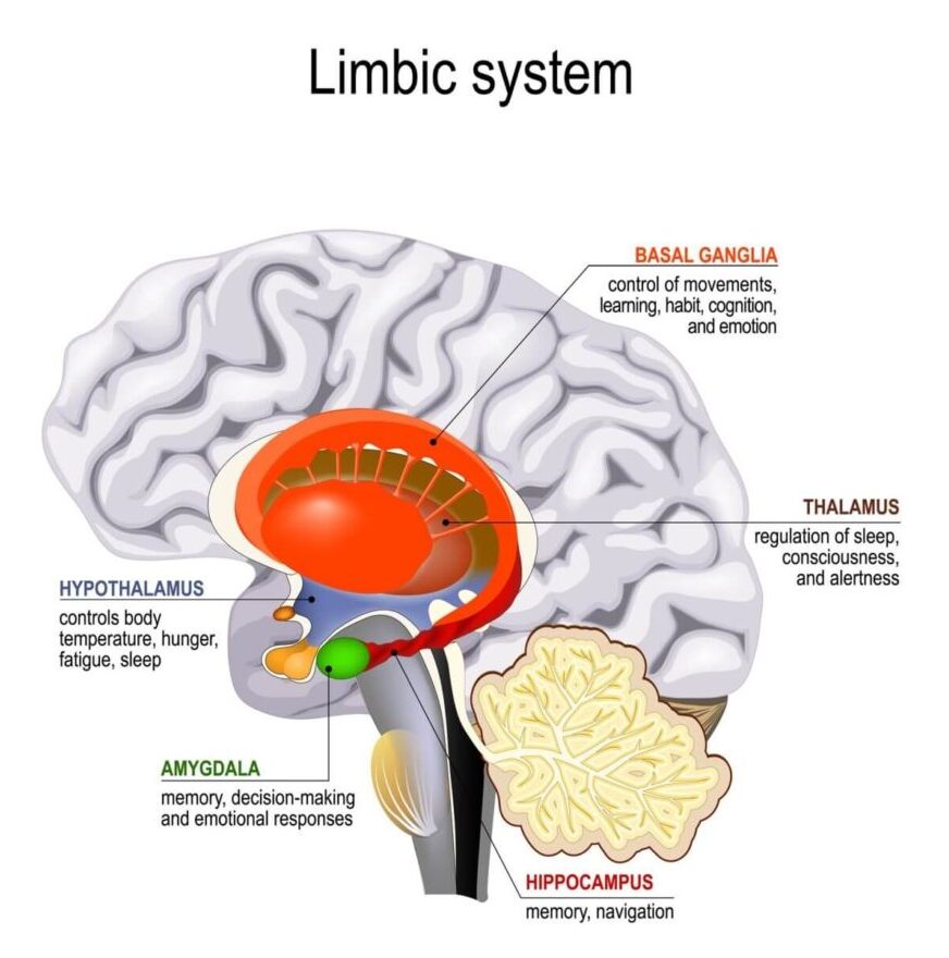 Parts of the brain and their functions: Limbic System