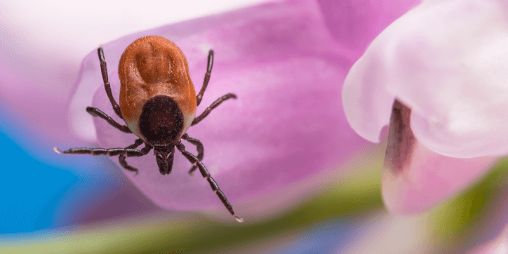 Tick on a flower petal