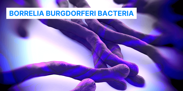 bacteria Borrelia Burgdoferi - Lyme Disease