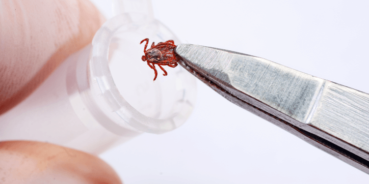 black legged tick in labratory