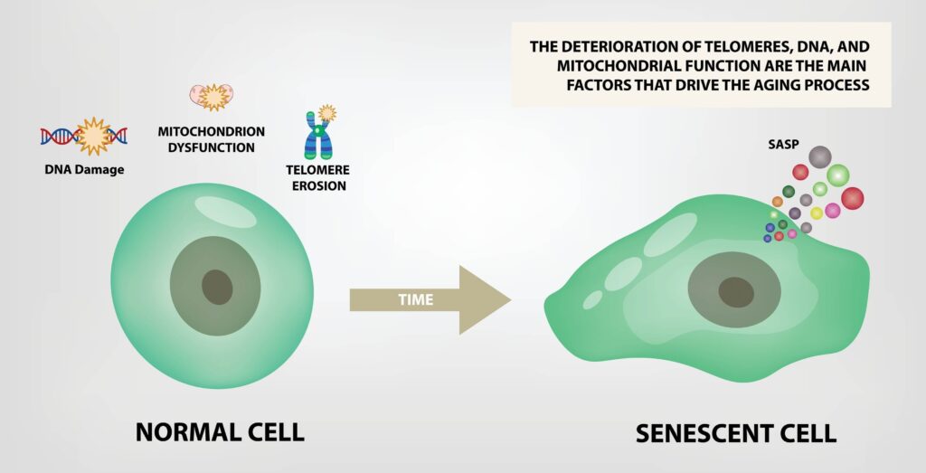 what are zombie cells